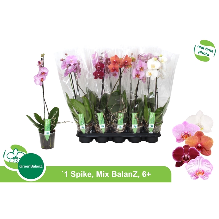 <h4>PHAL GEM</h4>