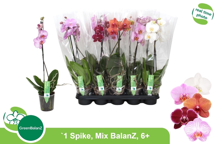 PHAL GEM