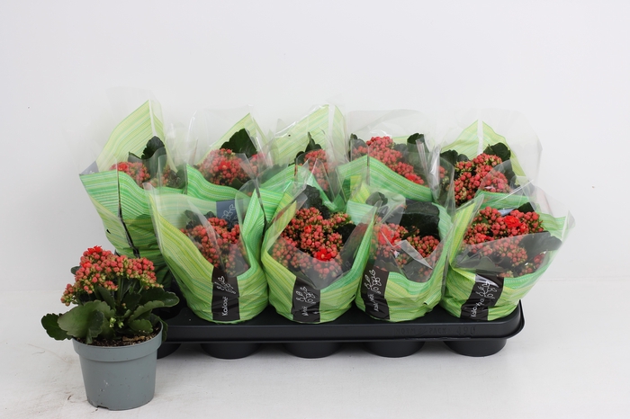 <h4>KAL GE PERFECTA RED</h4>