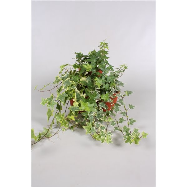 Hedera Helix Mix