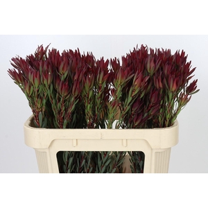 Leucadendron Blush Spray