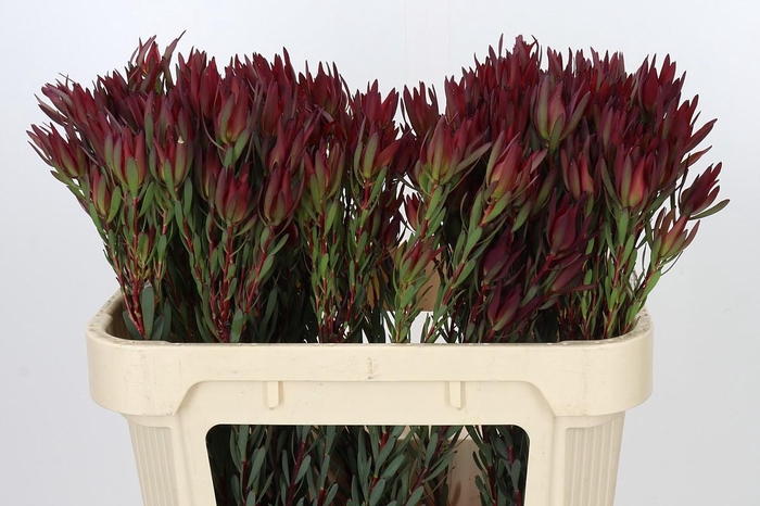 <h4>Leucadendron Blush Spray</h4>