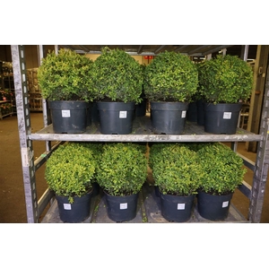 Buxu Sempervirens