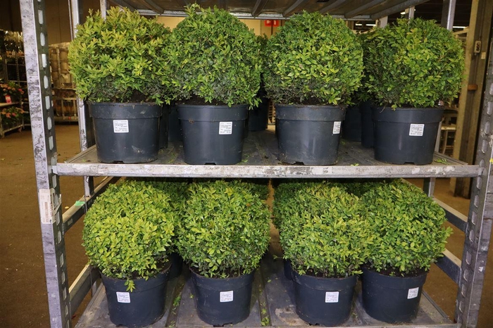 <h4>Buxu Sempervirens</h4>