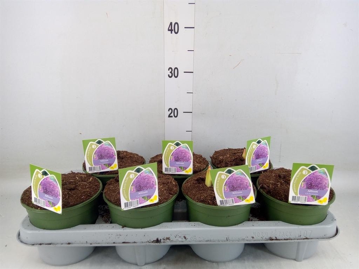 <h4>Allium  'Gladiator'</h4>