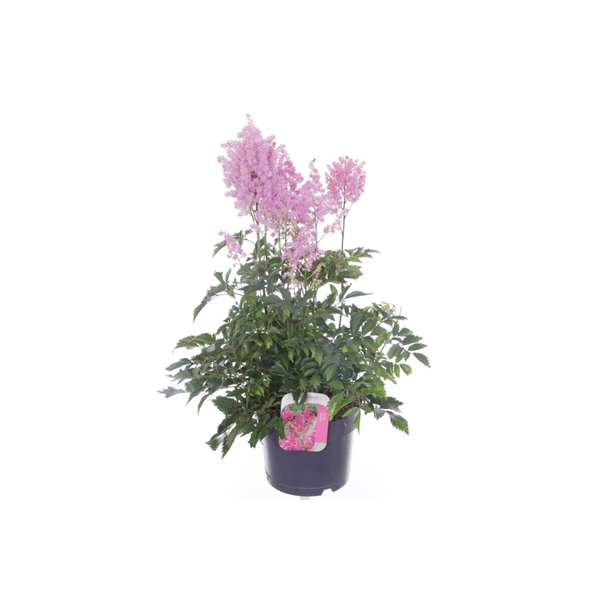 <h4>Astilbe japonica Mainz</h4>