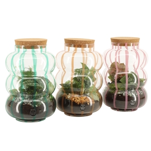 90874: Terrarium arrangement