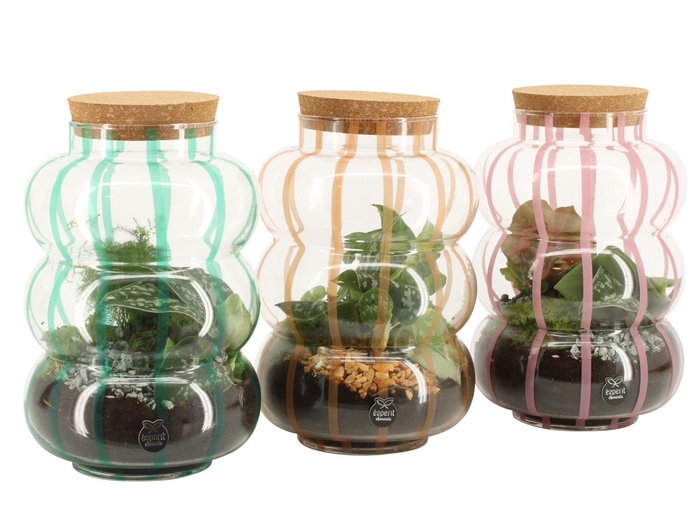 <h4>90874: Terrarium arrangement</h4>