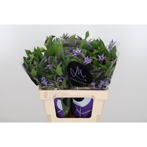 Clem Star River Lavendel