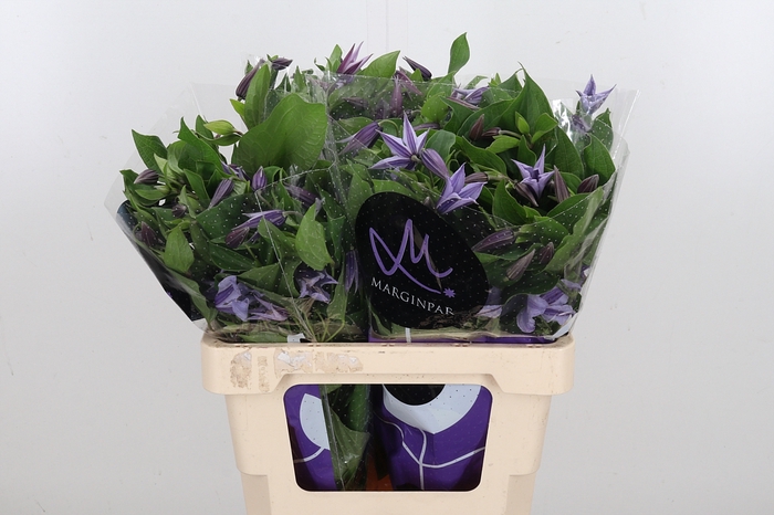 <h4>Clem Star River Lavendel</h4>