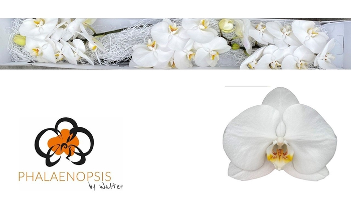 <h4>Phalaenopsis Magnificent Maliha</h4>