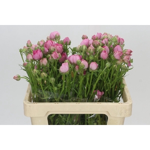 Ranunculus Moderna Dolce
