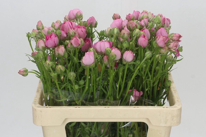 <h4>Ranunculus Natura Moderna Dolce</h4>