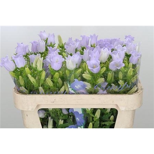 CAMP M CHAMPION LAVENDEL