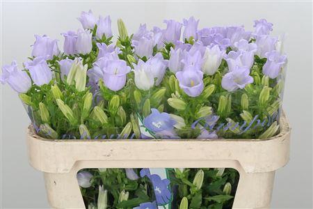 <h4>CAMP M CHAMPION LAVENDEL</h4>