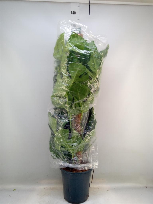 <h4>Monstera pertusum</h4>