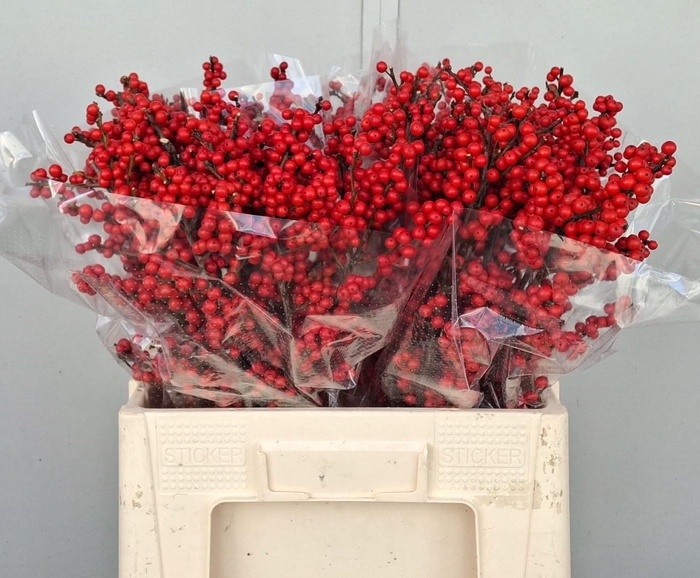 <h4>ILEX VE RODE BES</h4>