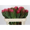 Protea Brenda