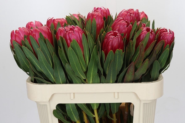 <h4>Protea Brenda</h4>