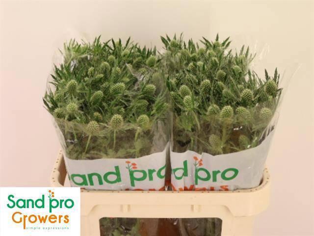 <h4>ERYN MAG WHIT LAGOON</h4>