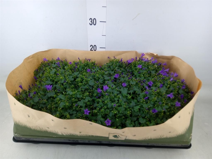 <h4>Campanula porten. 'Get Mee'</h4>