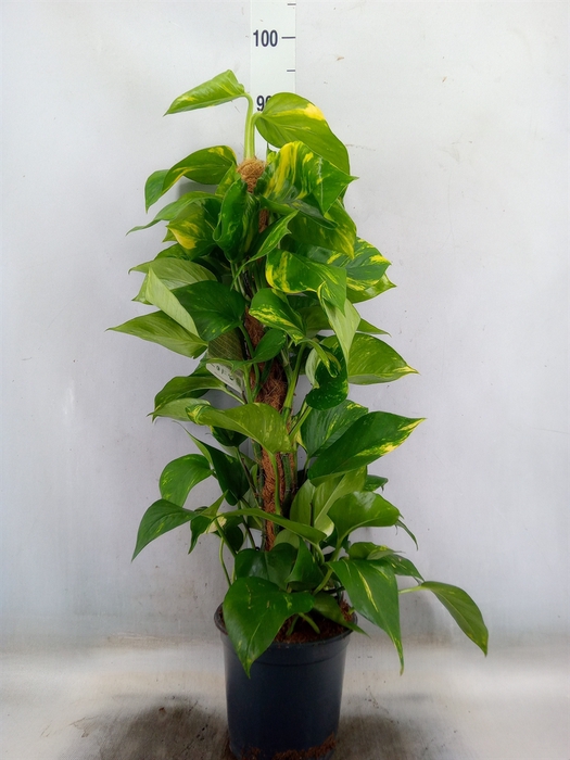 <h4>Epipremnum pinn.   ...moss stick</h4>