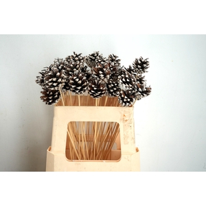 Pick pinecone d.5-6cm+50cm stick tipped