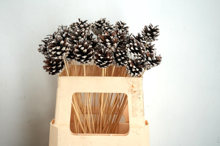 <h4>Pick pinecone d.5-6cm+50cm stick tipped</h4>