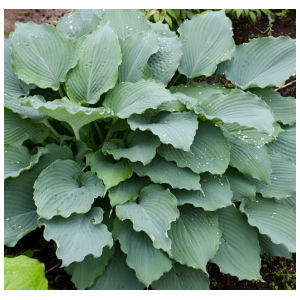 Hosta overig