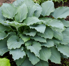 <h4>Hosta overig</h4>