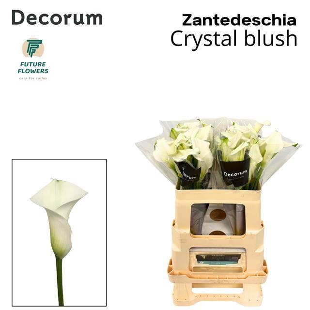 <h4>Zantedeschia Crystal Blush</h4>
