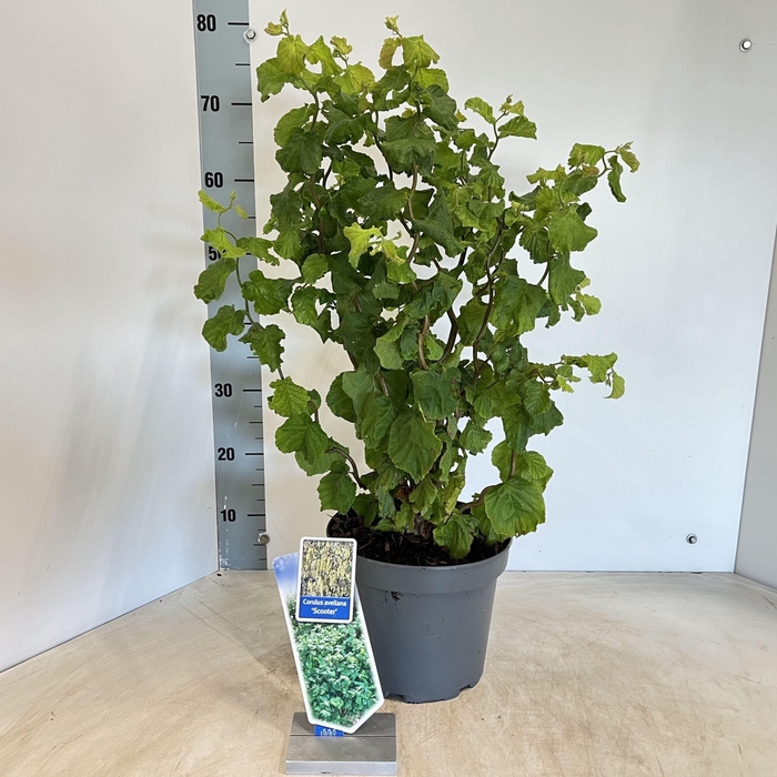 <h4>Corylus avellana</h4>