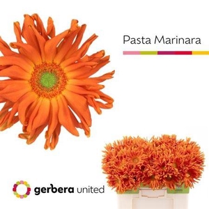 Ge Kv Pasta Marinara