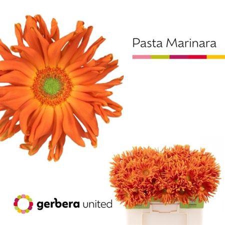 <h4>Ge Kv Pasta Marinara</h4>