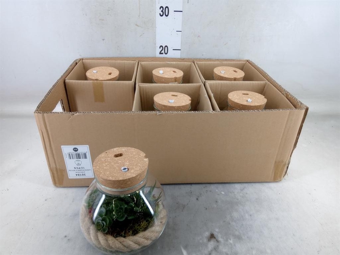 <h4>Arr.   Kamerplant Groen H%</h4>