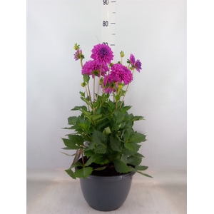 Dahlia  'Dalina Maxi Neon Lilac'