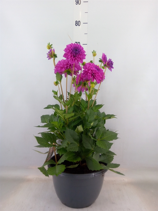 <h4>Dahlia  'Dalina Maxi Neon Lilac'</h4>