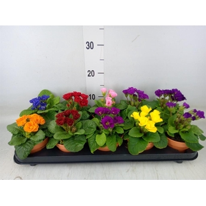 Primula ac.   ...mix