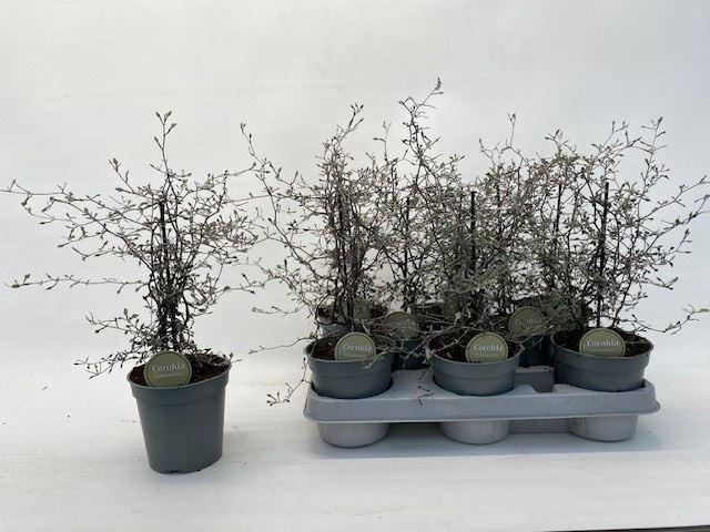 <h4>Corokia cotoneaster</h4>