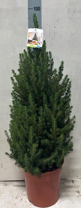 <h4>PICEA GL CONICA</h4>