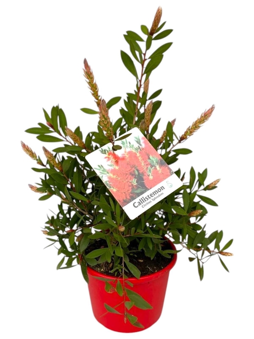 <h4>Callistemon citrinus 'Splendens'</h4>