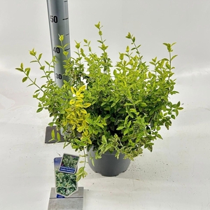 Euonymus Golden Harlequin