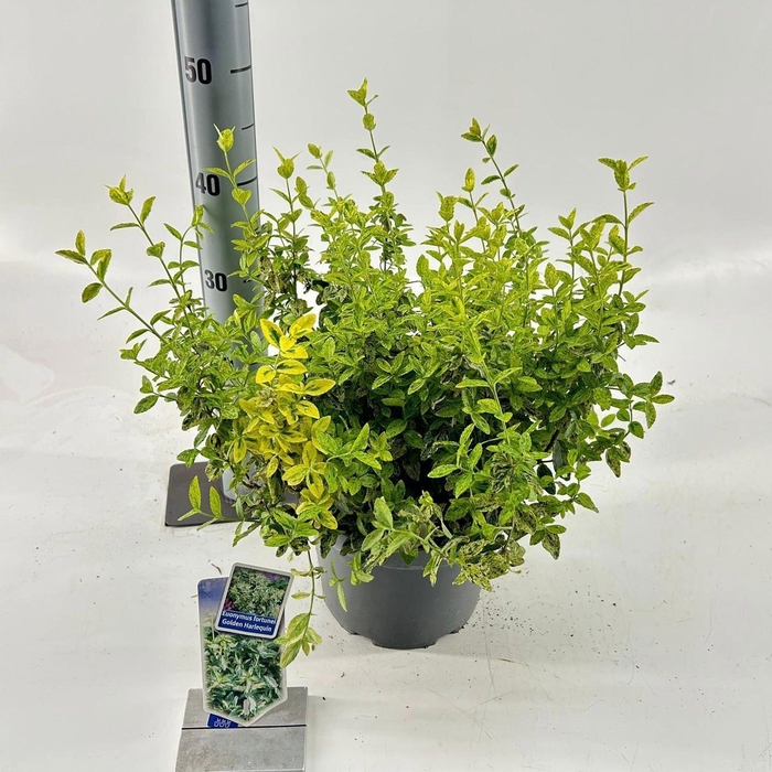 <h4>Euonymus Golden Harlequin</h4>