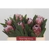 Protea Pink Ice