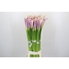 Zantedeschia Eydolls Purple White