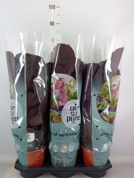 <h4>Calathea  'Medallion'</h4>