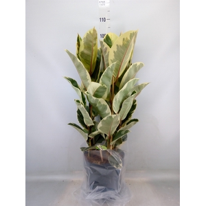Ficus elastica 'Tineke'