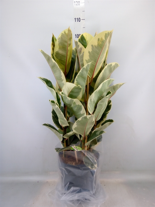 <h4>Ficus elastica 'Tineke'</h4>