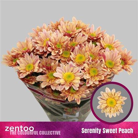 <h4>Chr T Serenity Sweet Peach</h4>