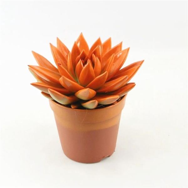 Echeveria 'Miranda'